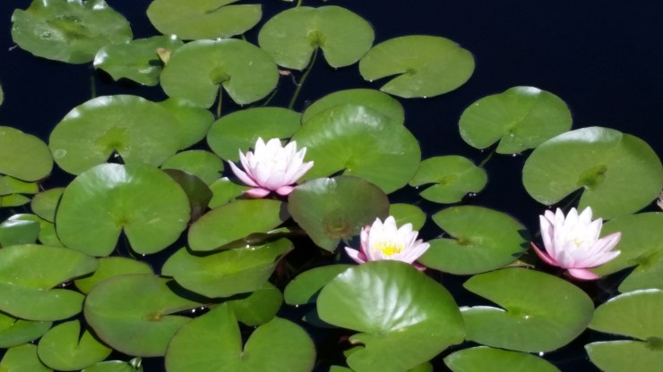 lily pads in water